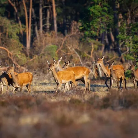 Omheind Chalet Met Prive Hottub. Op De Veluwe Holiday home