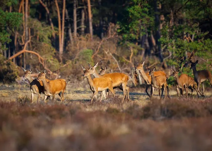 Omheind Chalet Met Prive Hottub. Op De Veluwe Дом отдыха